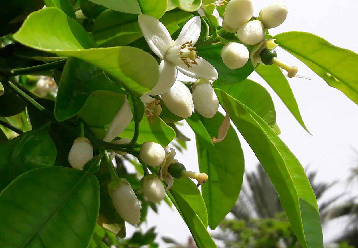 بهارنارنج شیراز