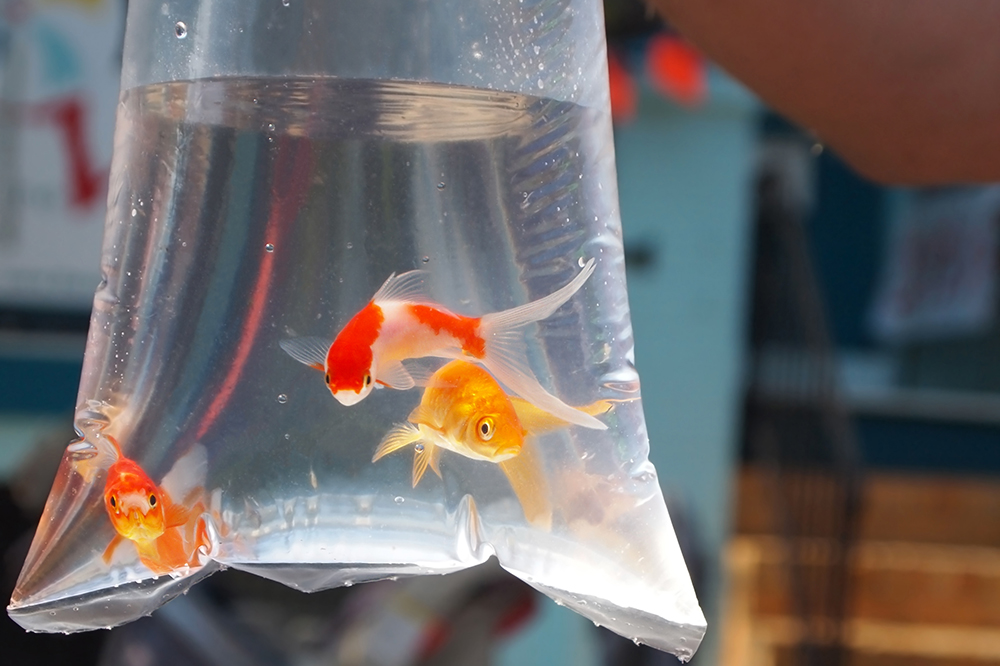 ماهی شب عید