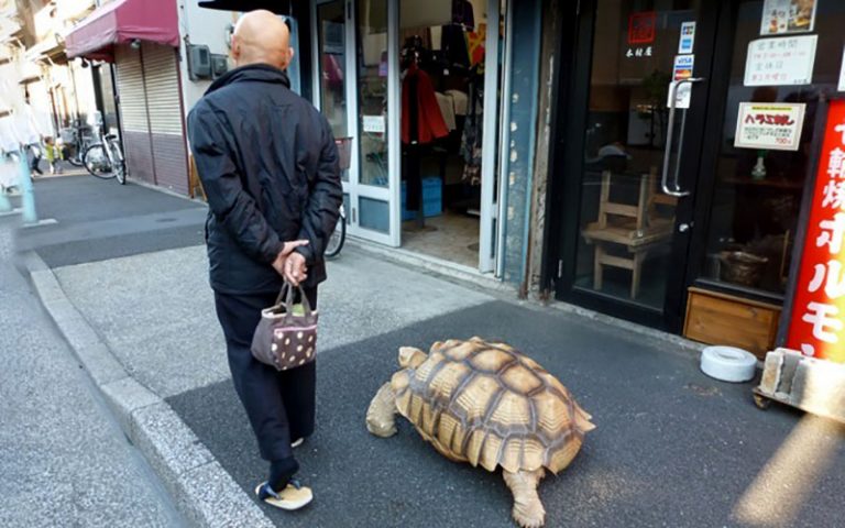 Japanese-man-walking-pet-giant-tortoise-768x480.jpg