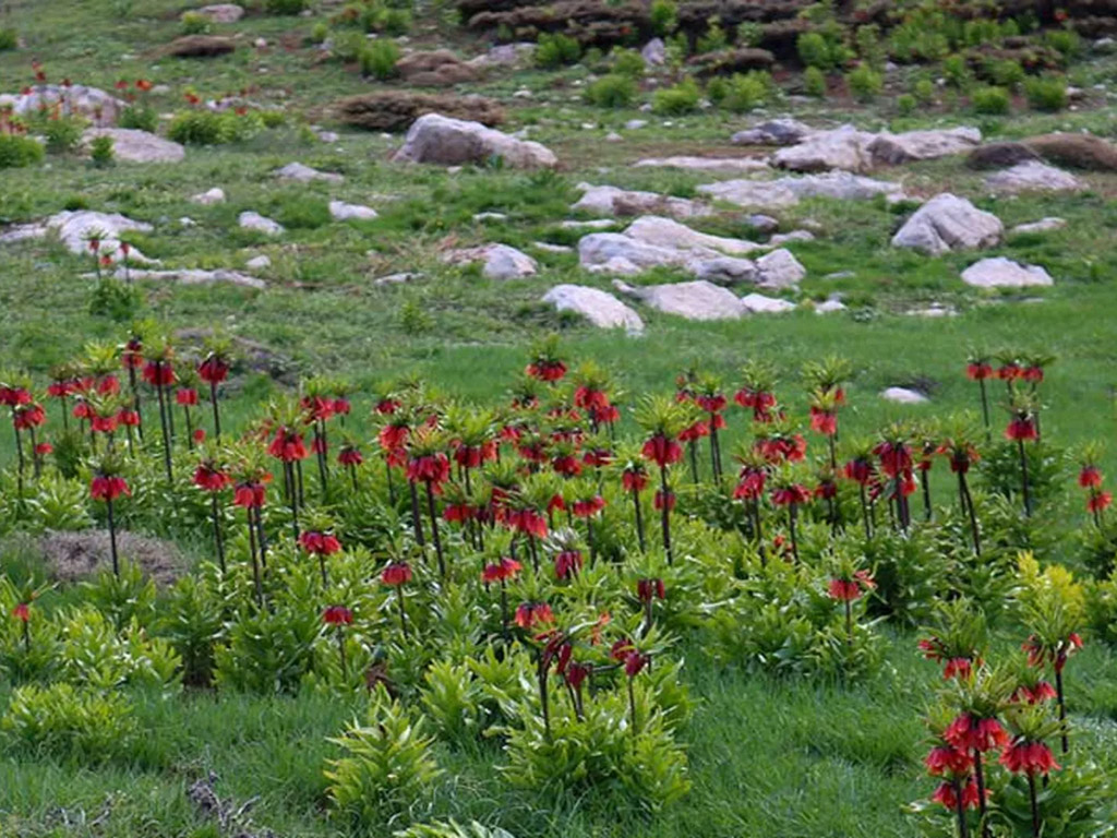 دشت مورپیسه کاکان