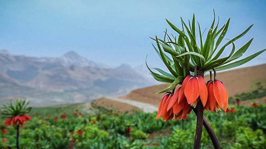 دشت لاله‌های واژگون گلستان‌کوه