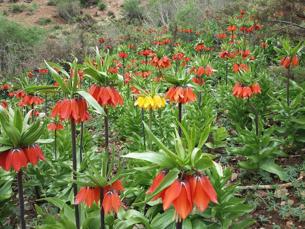 دشت لاله واژگون سپیدان