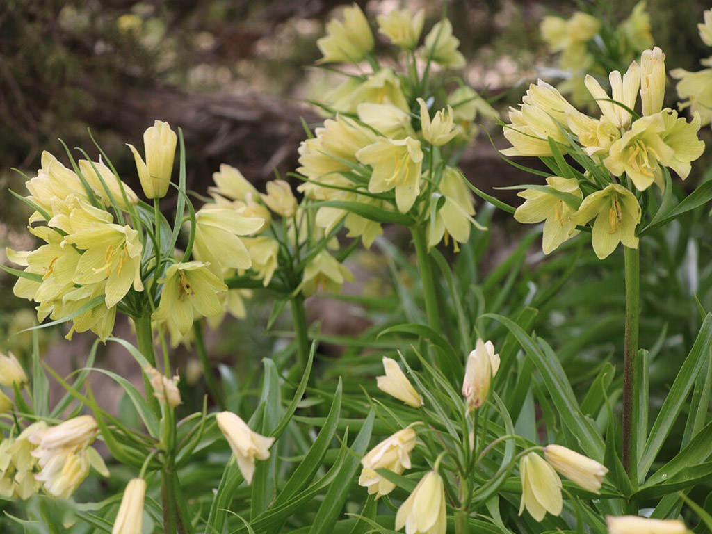 دشت لاله های واژگون گرمه