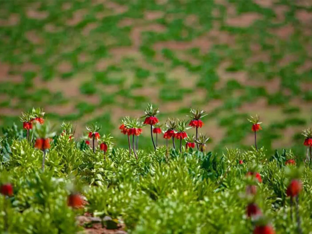 دشت لاله های واژگون کوهرنگ