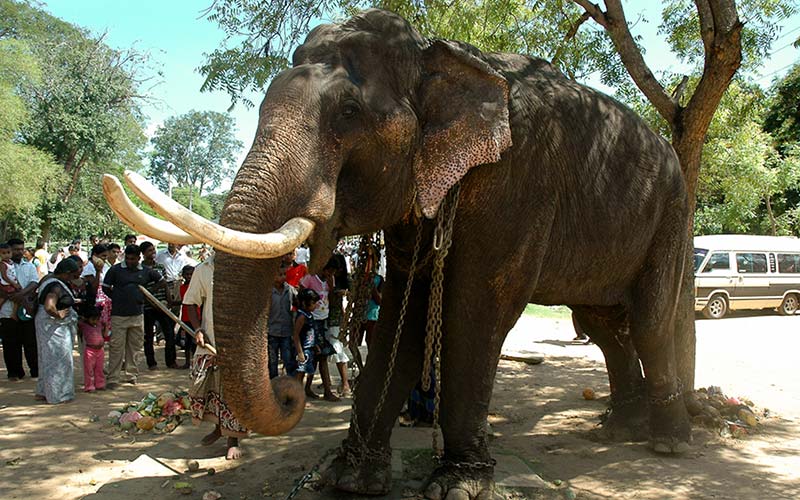 سفر مسئولانه و حمایت از حیوانات 