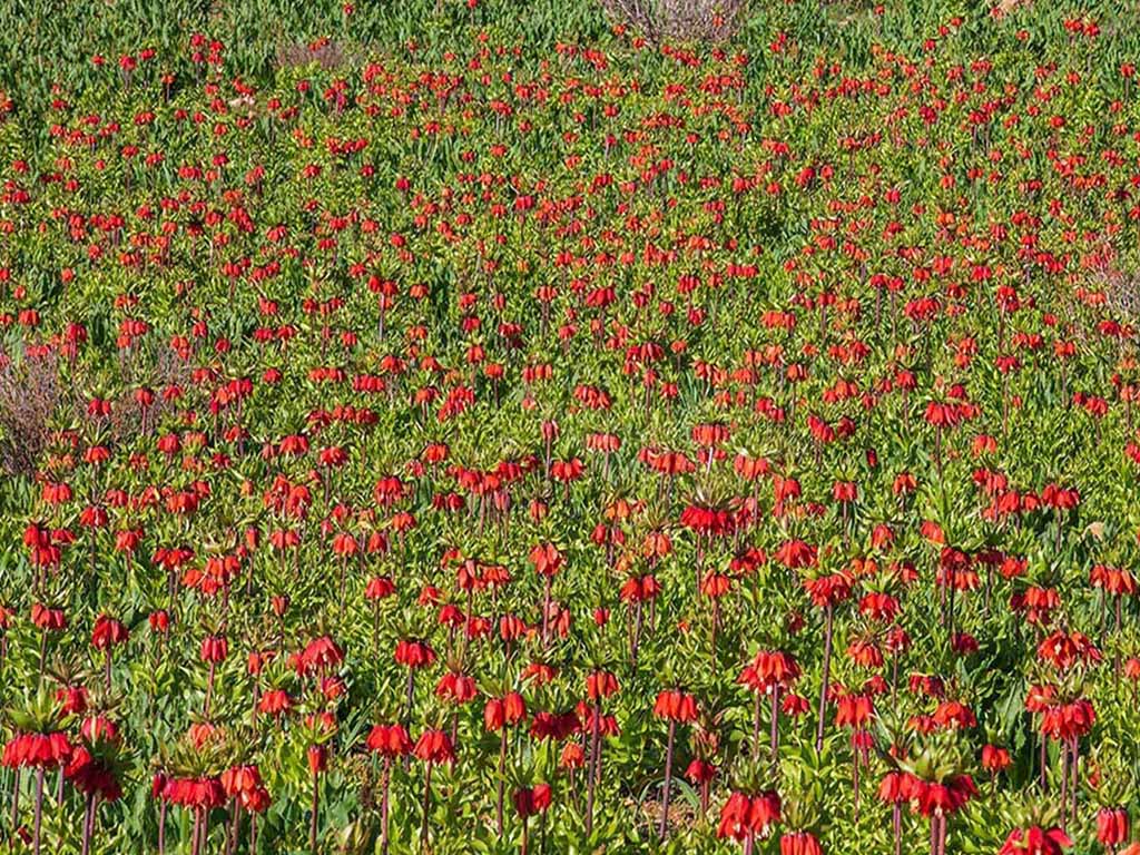 دشت لاله های واژگون الیگودرز