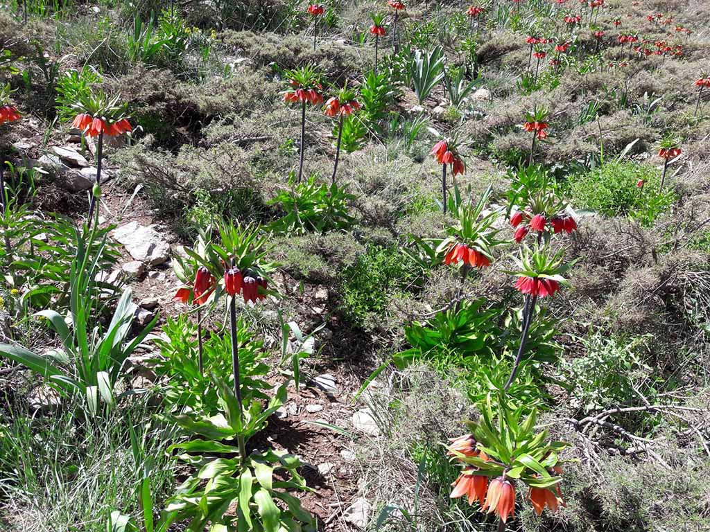 دشت لاله های واژگون گلستان کوه خوانسار