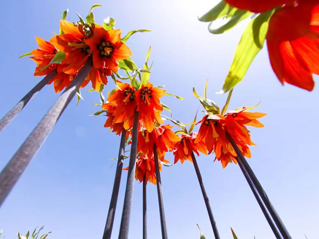 دشت لاله های واژگون افوس