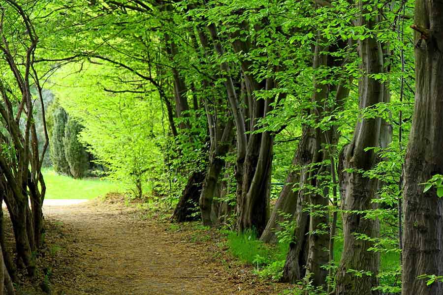 جنگل ناهارخوران 