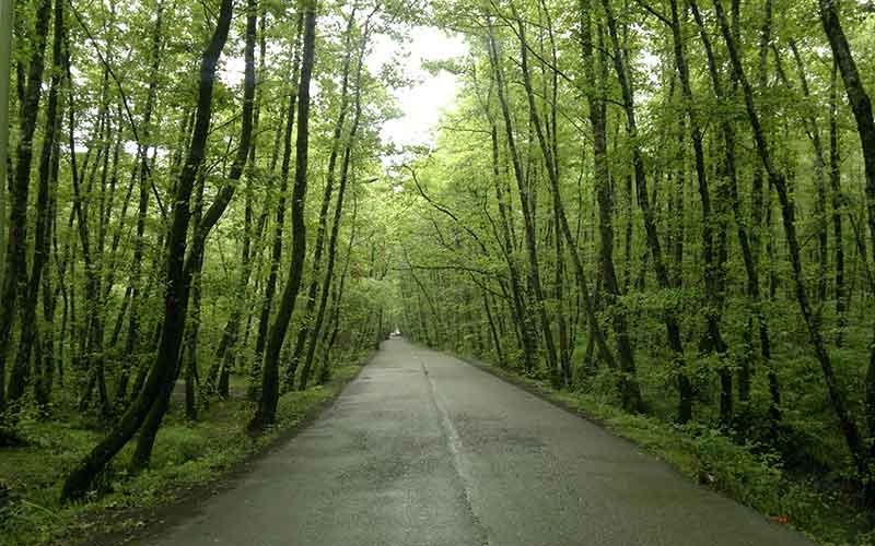 پارک جنگلی گیسوم