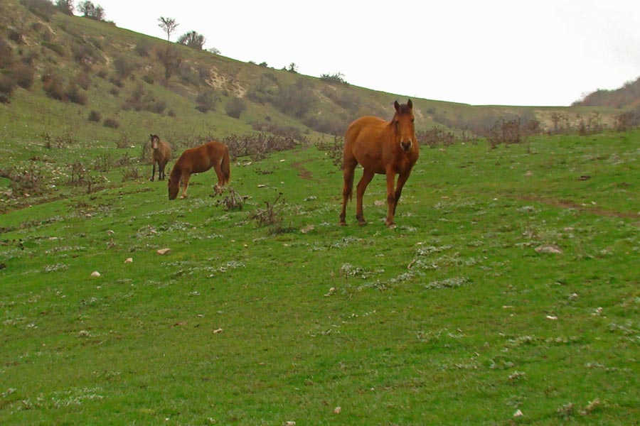 ییلاق سردانسر