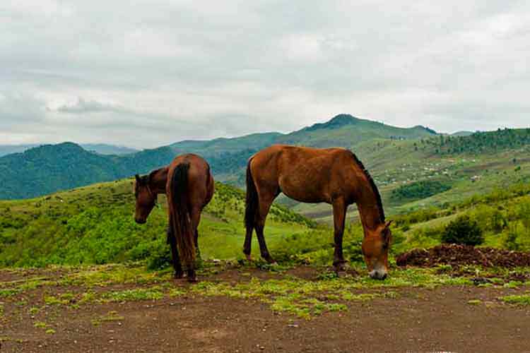 اسب های روستای کیاسر