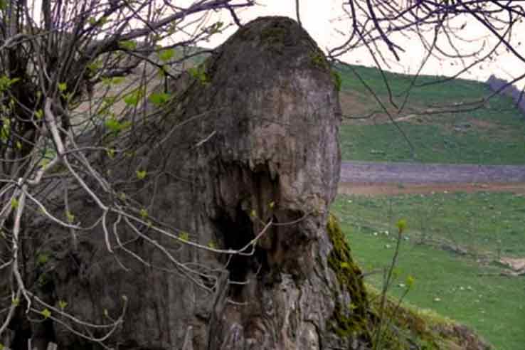 فیل سنگی لاویج داستان های زیادی دارد