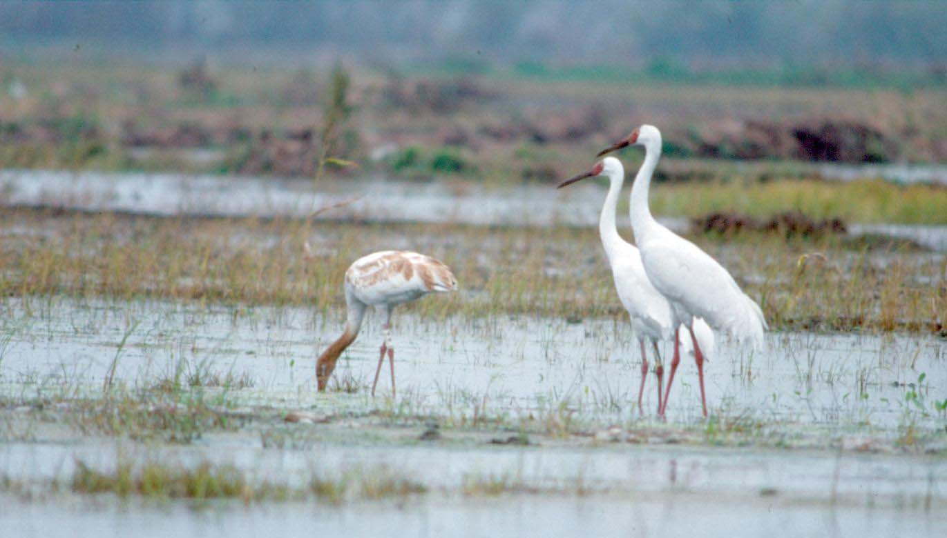 تالاب فریدونکنار