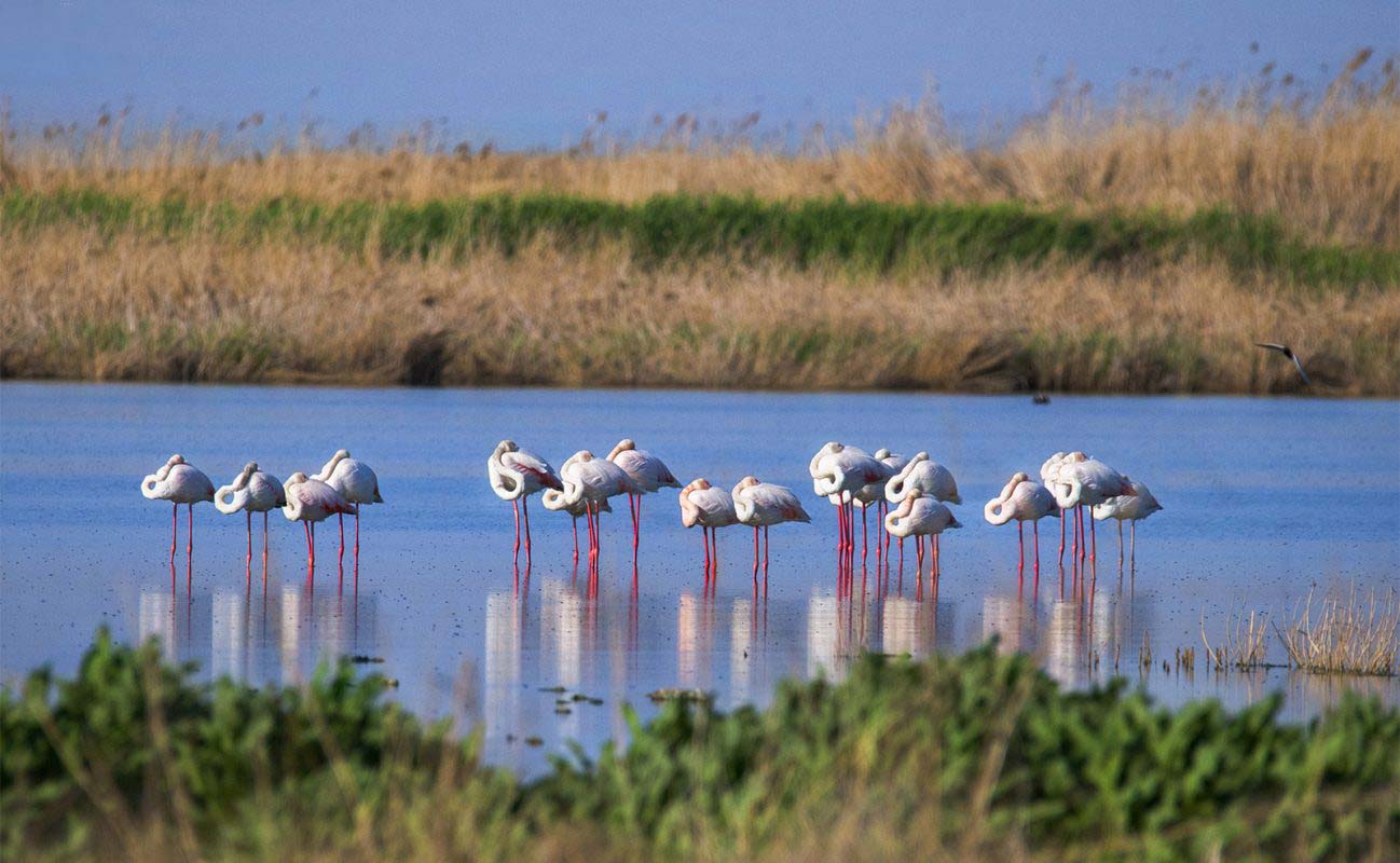 تالاب میقان اراک