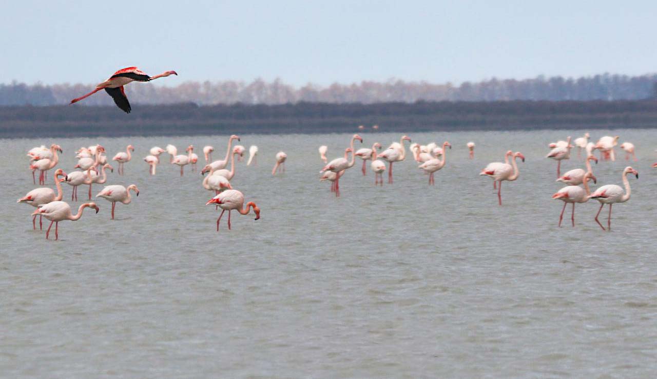 شبه جزیره میانکاله