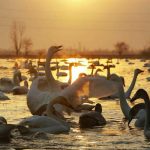 مناطق مناسب پرنده نگری در ایران