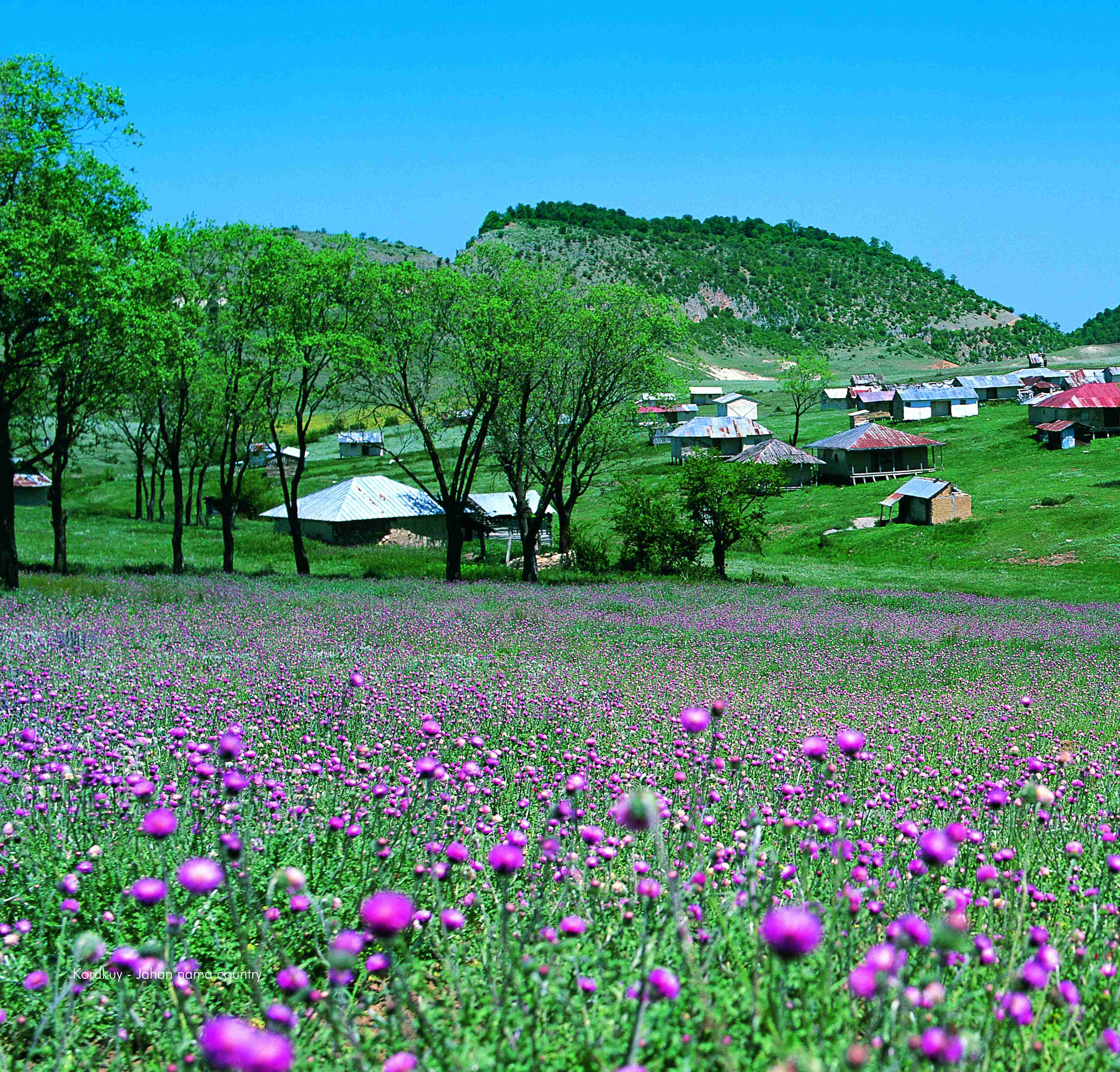 دهکده جهان نما