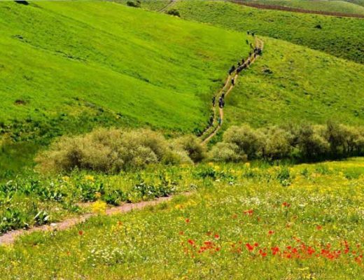 سارال کردستان