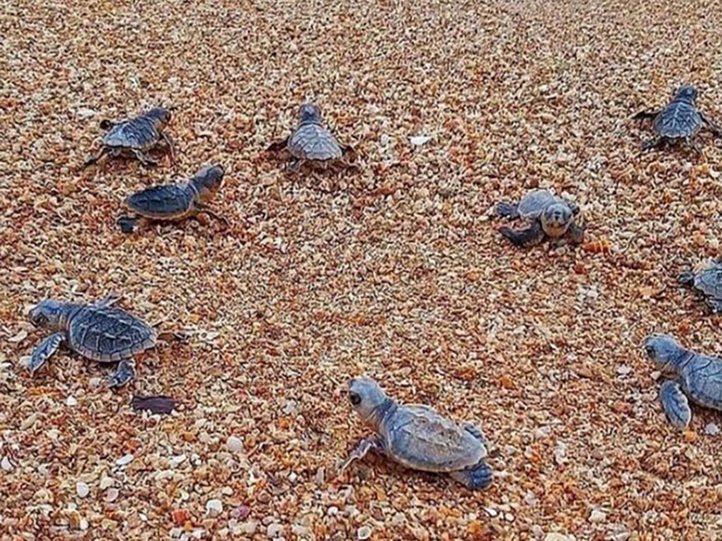 حیات وحش لاوان