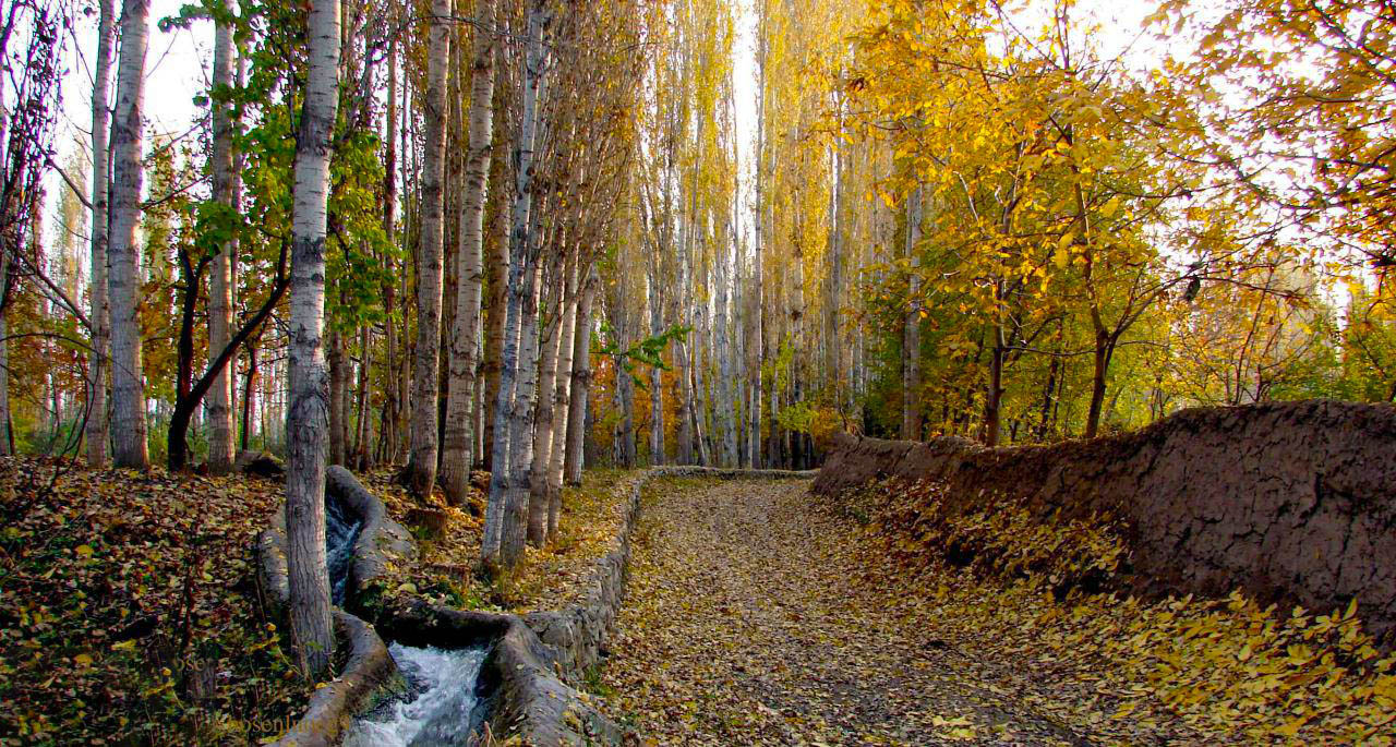 کوچه باغ های فیرورق
