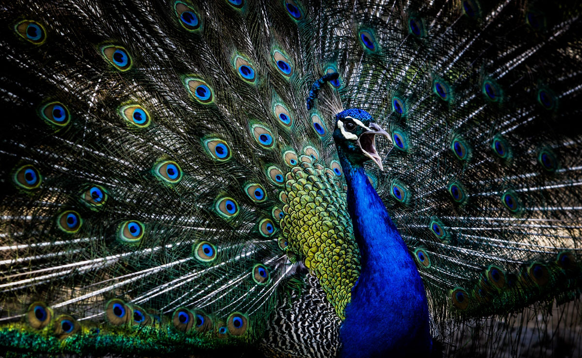 طاووس باغ پرندگان اصفهان