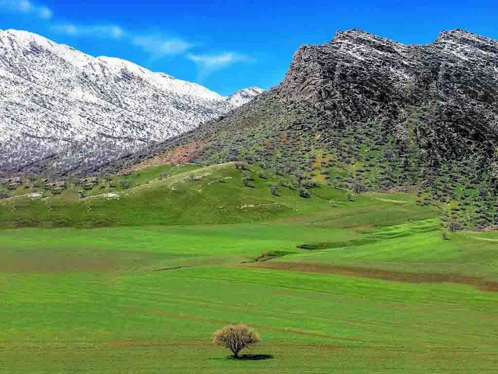 چرا مخمل کوه محبوب است؟