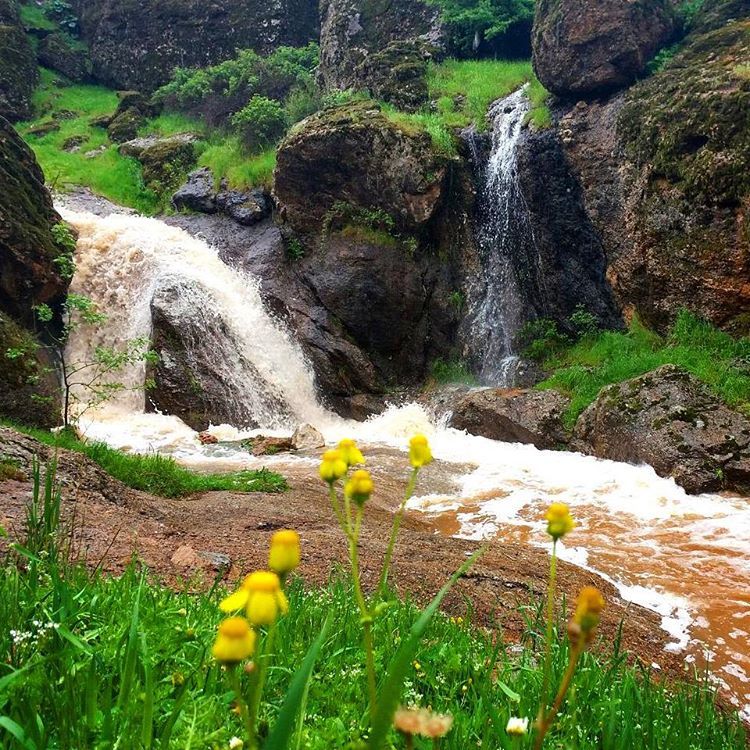 مخمل کوه لرستان