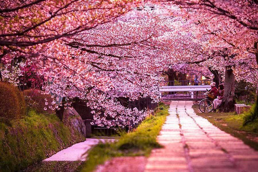 شکوفههای گیلاس ژاپن، فصل مناسب سفر