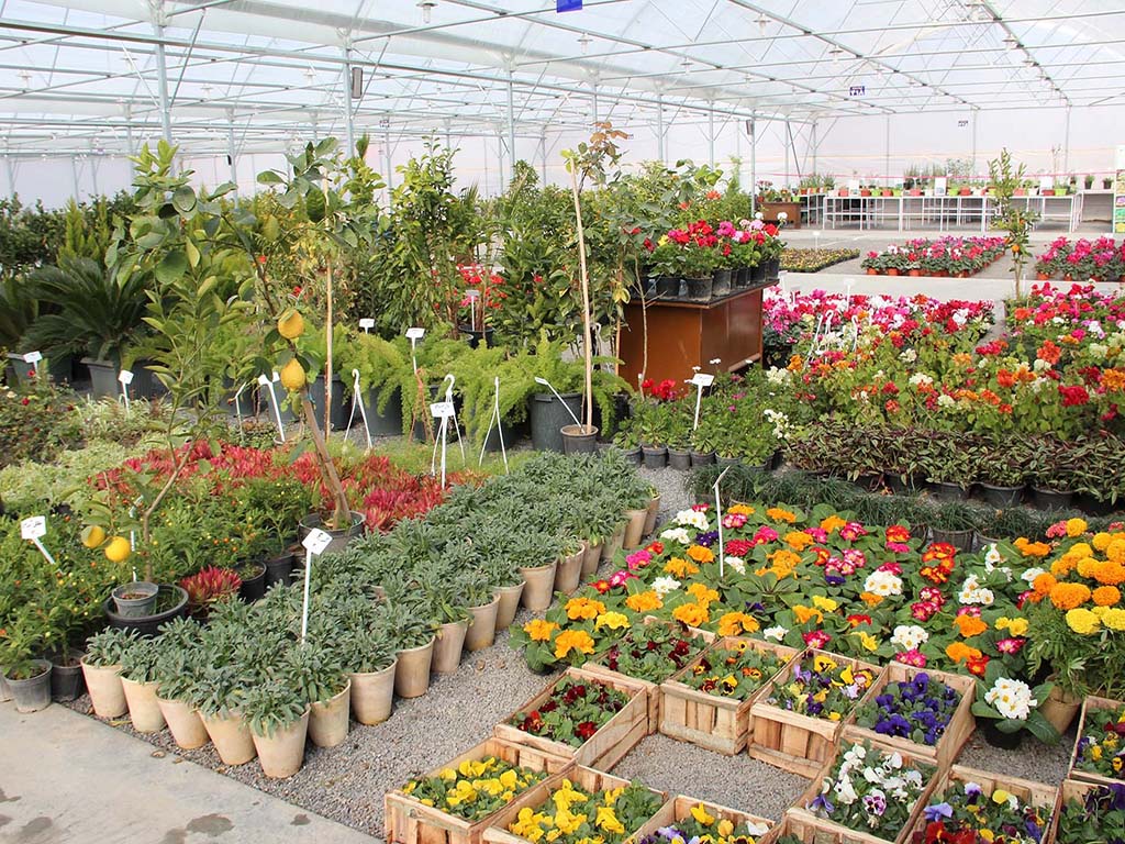 معرفی بازار گل شهید محلاتی تهران؛ چرا محبوب است؟