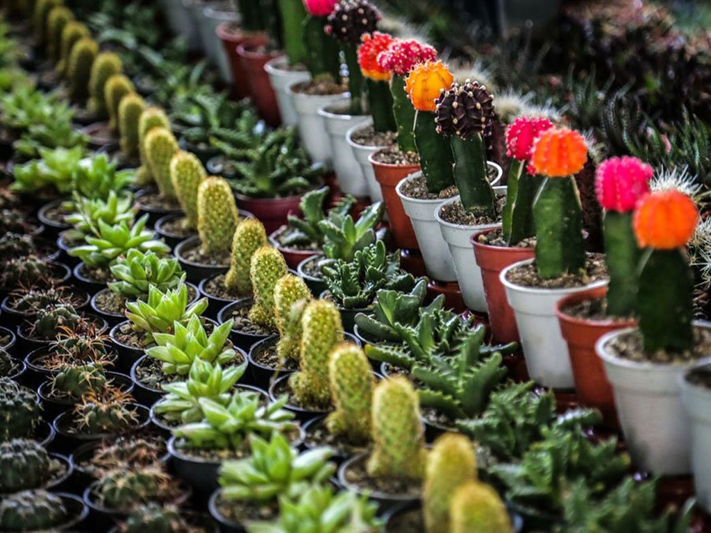 چه چیزهایی در بازار گل محلاتی پیدا می شود؟