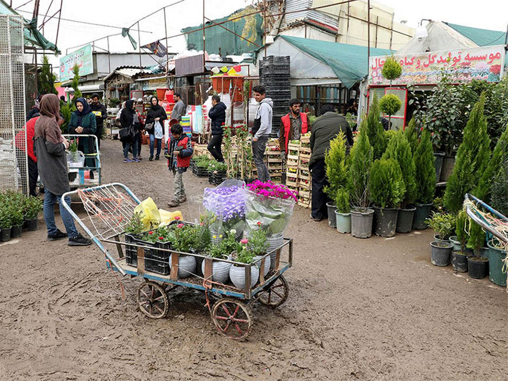 پناهگاه گیاهان گلدانی، از آپارتمانی تا باغچه ای