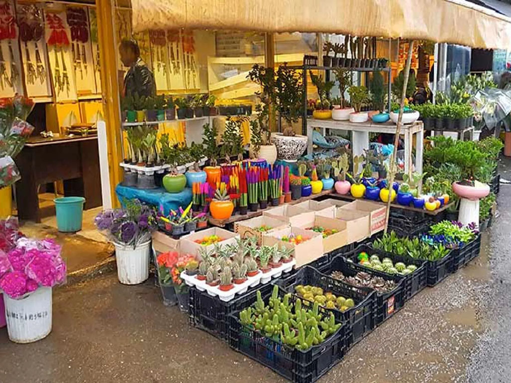 درختچه های زینتی و گیاهان فضای باز فصلی