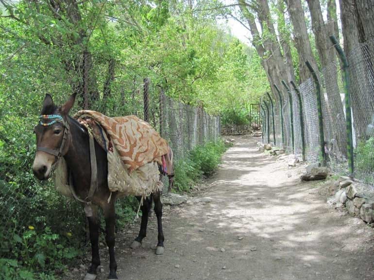 کوچه‌باغ‌های میوه آهار