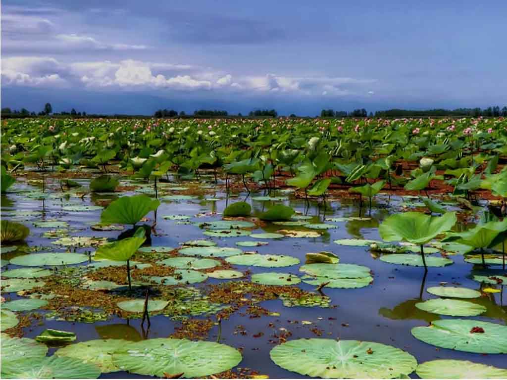 تالاب انزلی؛ از دیدنی های اطراف رشت