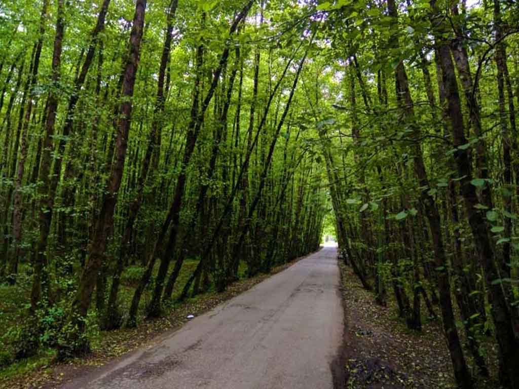 جنگل و ساحل گیسوم؛ از مشهورترین جاهای دیدنی گیلان