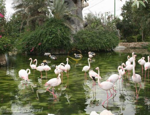 با باغ پرندگان کیش آشنا شوید!