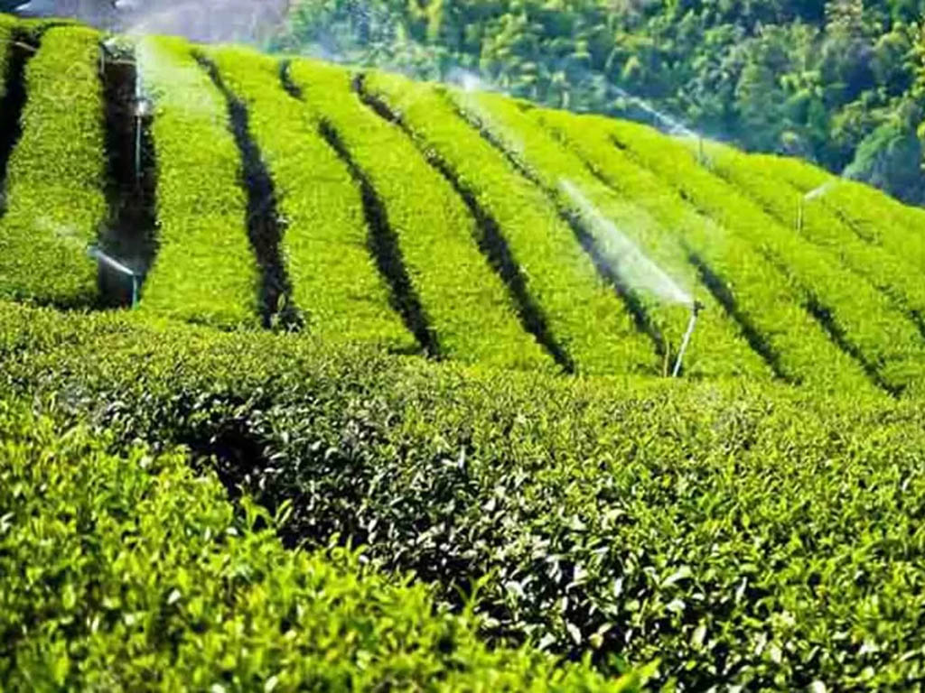 باغ چای عباس آباد