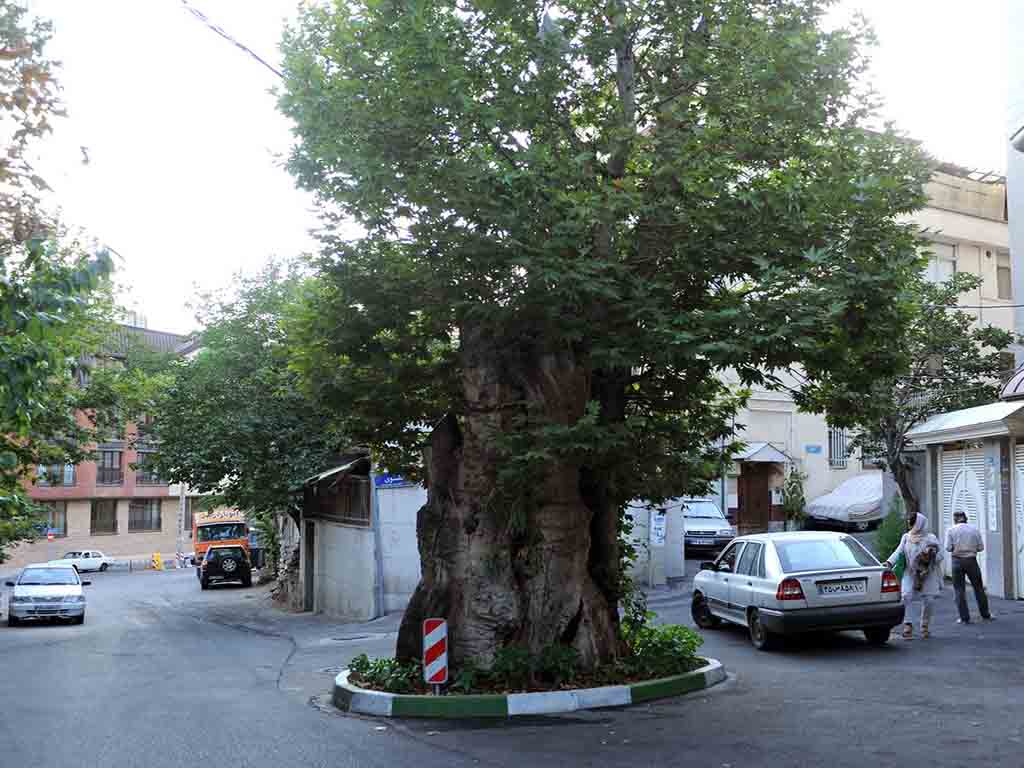 چنار کهنسال