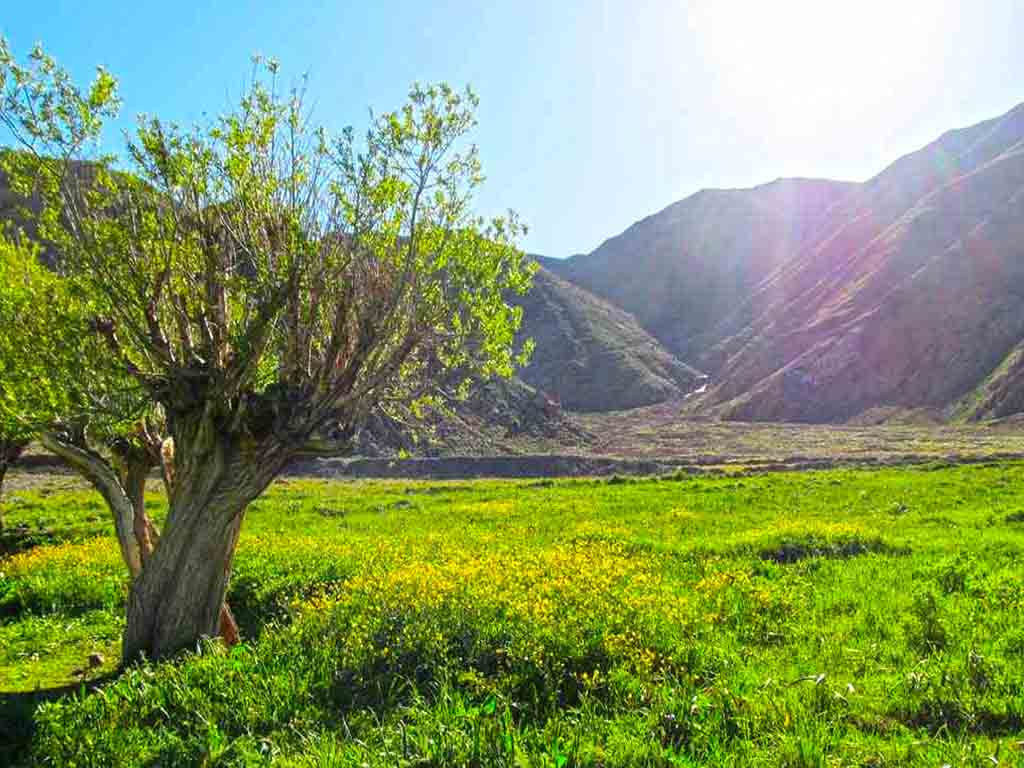 دشت هویج (گُرچال)