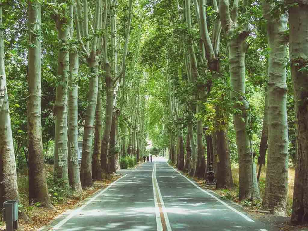 طبیعت کاخ سعداباد تهران