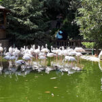 باغ پرندگان تهران
