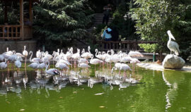 باغ پرندگان تهران