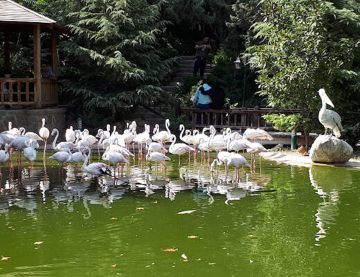باغ پرندگان تهران
